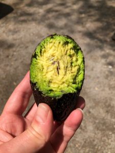 avocado gnawed on by critter while tent camping
